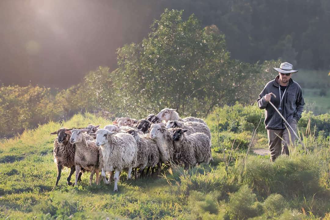 סיור רעיית כבשים בגני יהושע - אתר לגדול